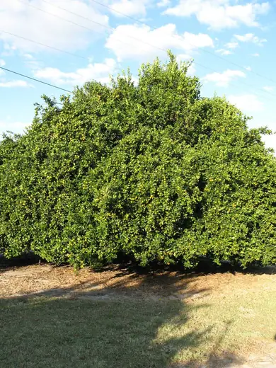 Mandarina