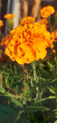 Marigold