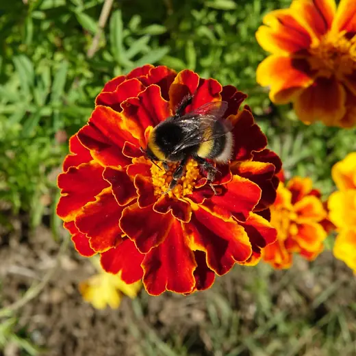 Marigold Africano