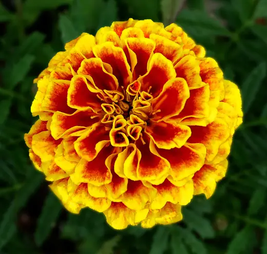 Marigold Francés