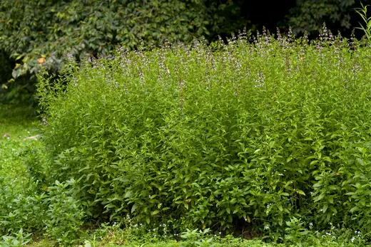 Menta