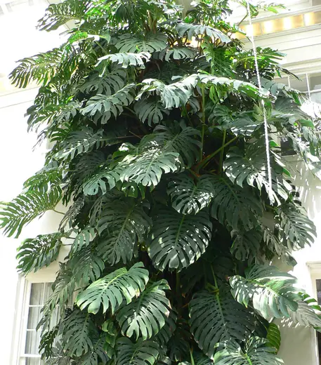 Monstera Deliciosa