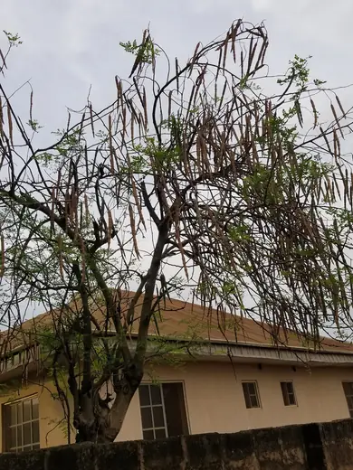 Moringa