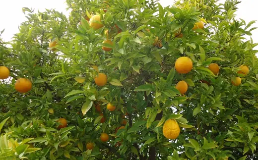 Naranja