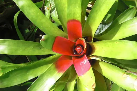 Neoregelia