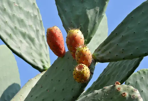Opuntia