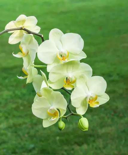 Orquídea Phalaenopsis