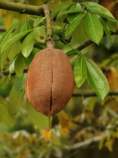 Pachira Acuática