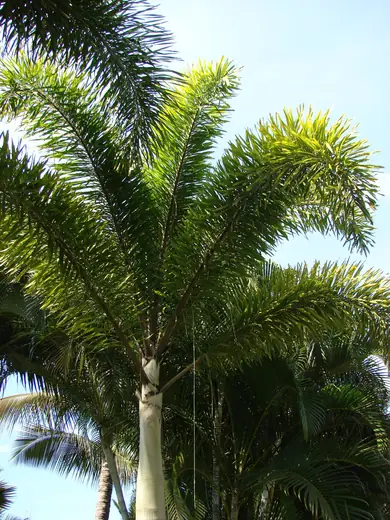 Palmera Cola de Zorro