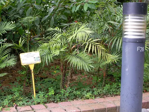Palmera de Salón
