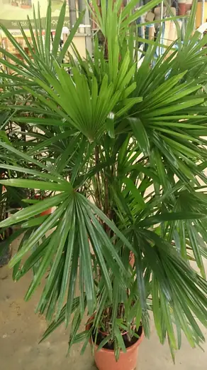 Palmera Rhapis
