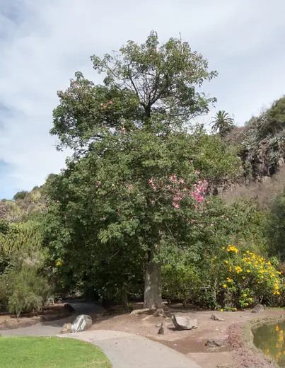 Palo Borracho