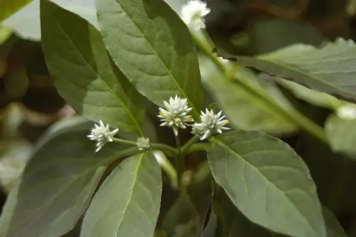 Perdurilla