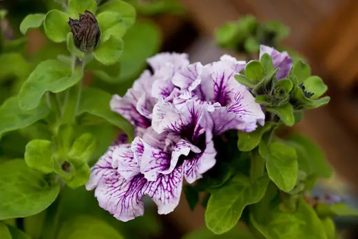 Petunia