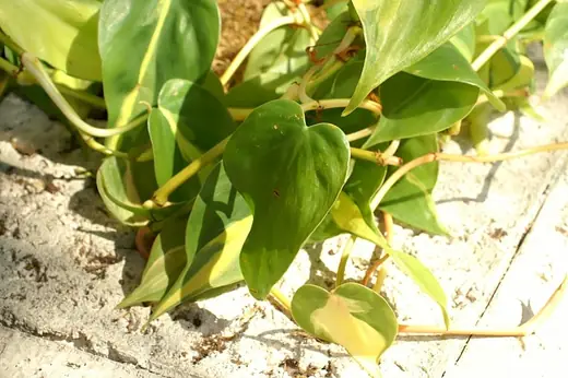 Philodendron Brasil