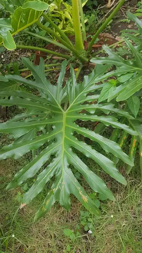 Philodendron Selloum