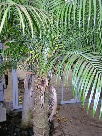 Phoenix Roebelenii