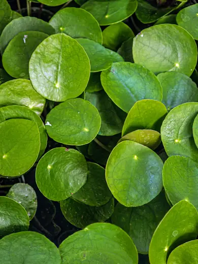Pilea