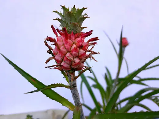 Piña Ornamental