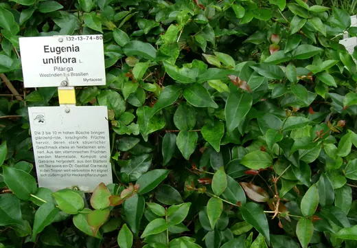 Pitanga
