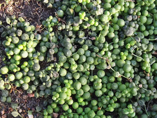 Planta del Rosario