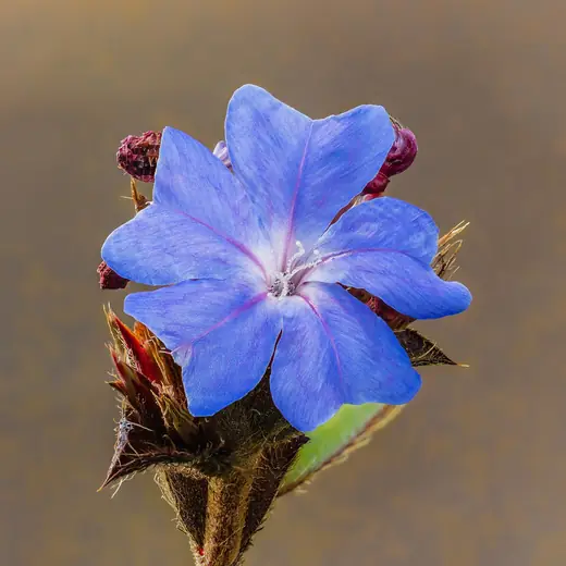 Plumbago