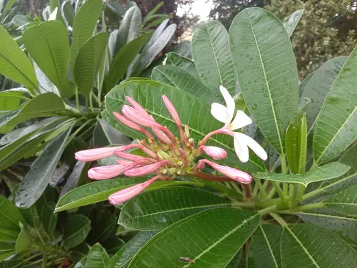 Plumeria