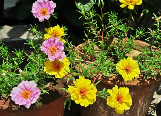 Portulaca