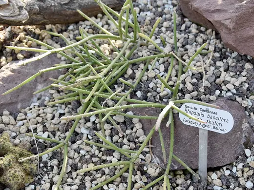 Rhipsalis