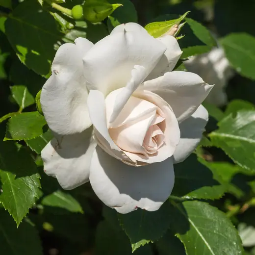 Rosa