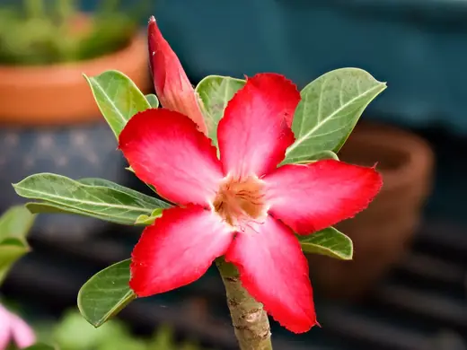 Rosa del Desierto