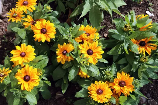Rudbeckia