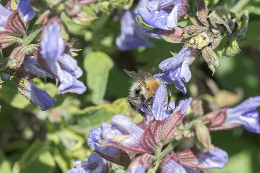 Salvia