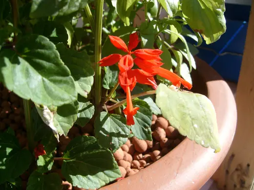 Salvia Ornamental
