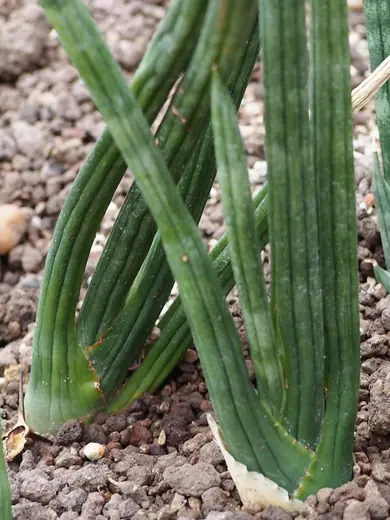 Sansevieria Cilíndrica