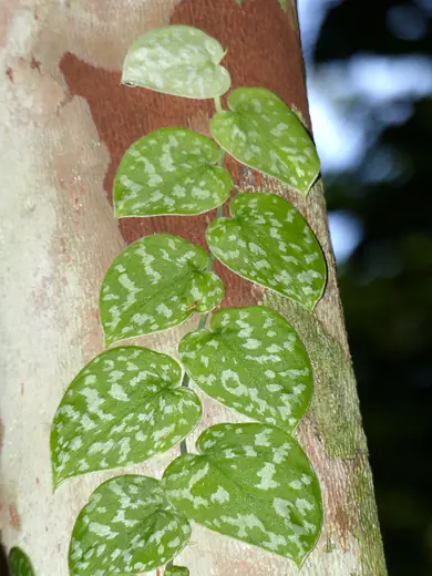 Scindapsus