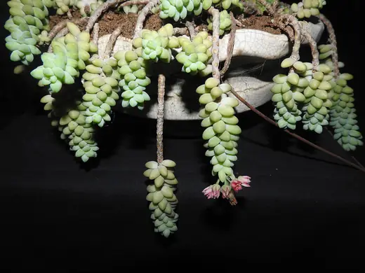 Sedum Burrito