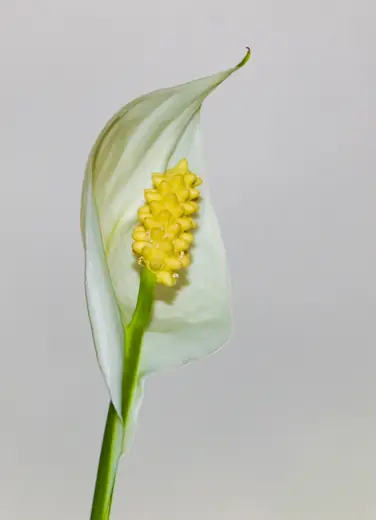 Spathiphyllum