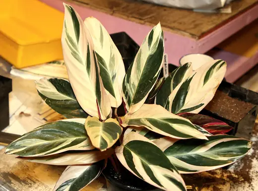 Stromanthe