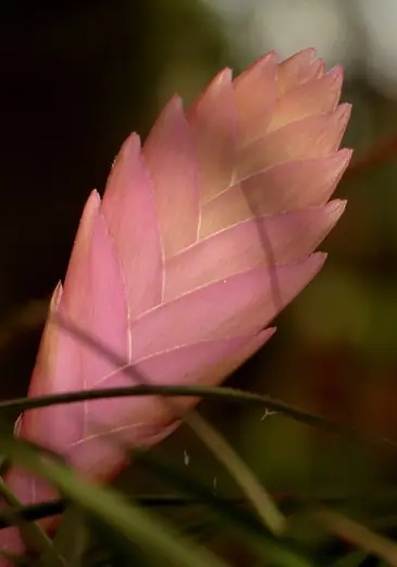 Tillandsia