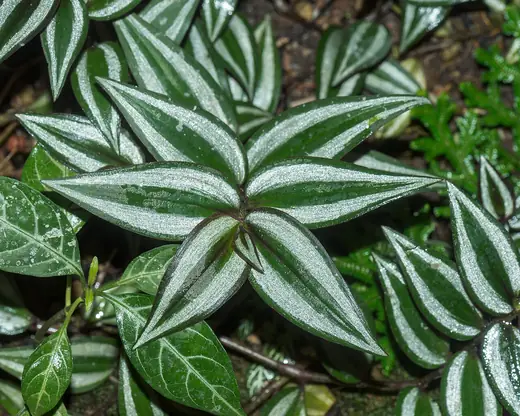 Tradescantia