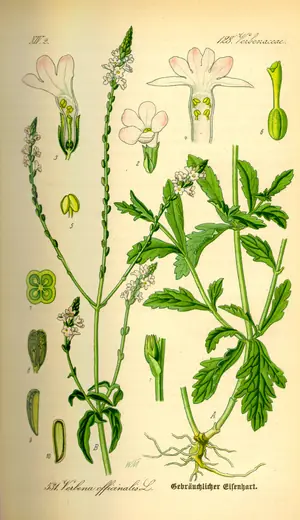 Verbena