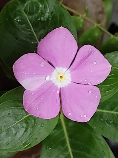 Vinca