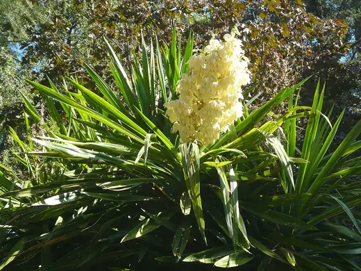 Yucca