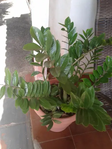 Zamioculca