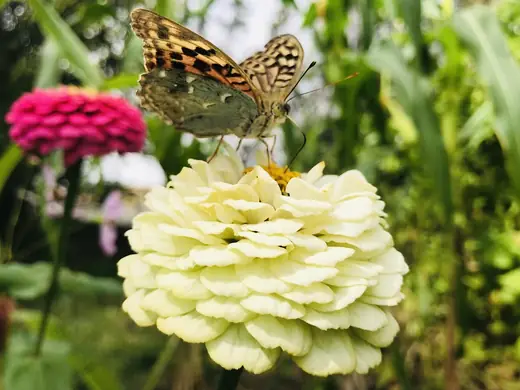 Zinnia